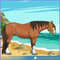 Horse Color:Bay 