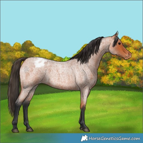 Horse Color:Bay Roan Appaloosa 