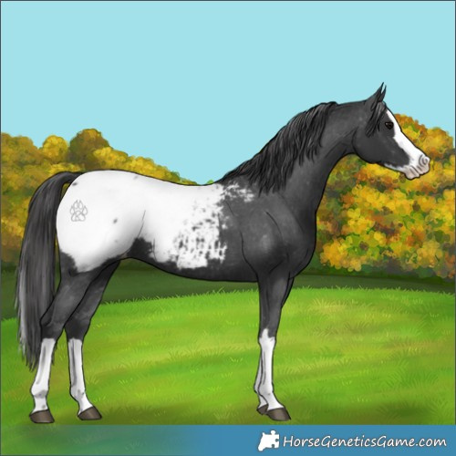 Horse Color:Black Splash Appaloosa 