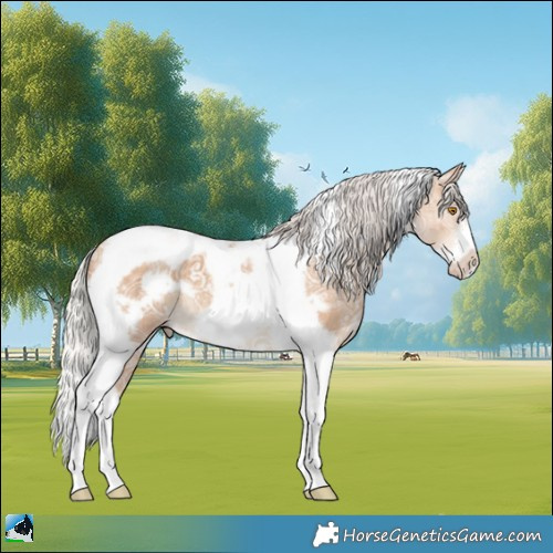 Horse Color:Silver Classic Champagne Ice Tobiano Frame 