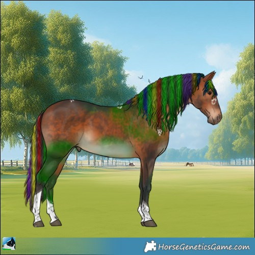 Horse Color:Painted Bay Tobiano Rabicano 