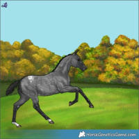 Horse Color:Blue Roan Snowflake Varnish