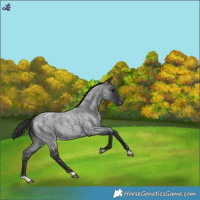 Horse Color:Blue Roan Snowflake Varnish 