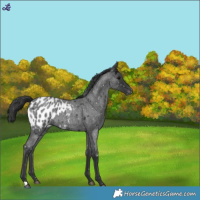 Horse Color:Blue Roan Appaloosa 
