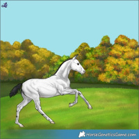 Horse Color:Blue Roan Fewspot 