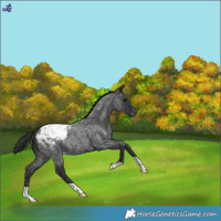 Horse Color:Blue Roan Snowcap