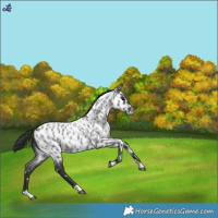 Horse Color:Blue Roan Near Leopard 