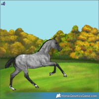 Horse Color:Blue Roan Snowflake Varnish