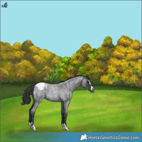 Horse Color:Blue Roan Snowcap