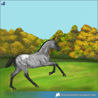 Horse Color:Blue Roan Snowflake Varnish