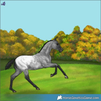 Horse Color:Blue Roan Snowcap 