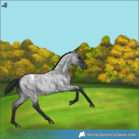Horse Color:Blue Roan Snowflake Varnish