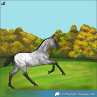 Horse Color:Blue Roan Snowcap