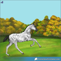 Horse Color:Blue Roan Tobiano Appaloosa 