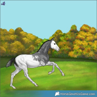Horse Color:Blue Roan Splash Near Fewspot 
