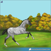 Horse Color:Blue Roan Snowflake Varnish