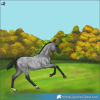 Horse Color:Blue Roan Snowflake Varnish 