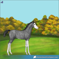 Horse Color:Blue Roan Splash Snowflake Varnish