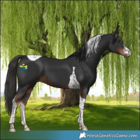 Horse Color:White Spotted Liver Chestnut Tobiano 