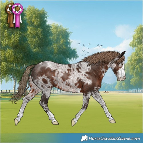 Horse Color:Liver Chestnut Ice 