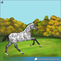 Horse Color:White Spotted Blue Roan Near Leopard 