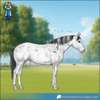 Horse Color:Black Ice Sabino 