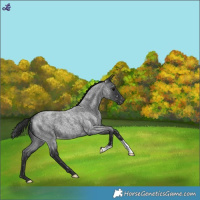 Horse Color:Blue Roan Snowflake Varnish 