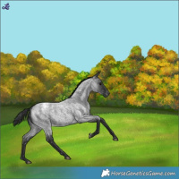 Horse Color:Blue Roan Blanket 