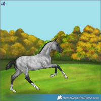 Horse Color:Blue Roan Appaloosa 