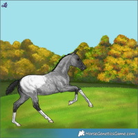 Horse Color:Blue Roan Snowcap