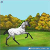 Horse Color:Blue Roan Snowcap 