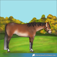 Horse Color:Bay Tobiano Rabicano 