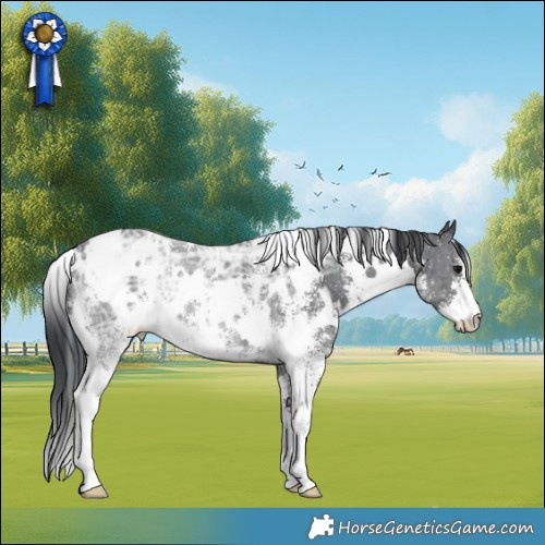 Horse Color:White Spotted Black Ice Sabino 