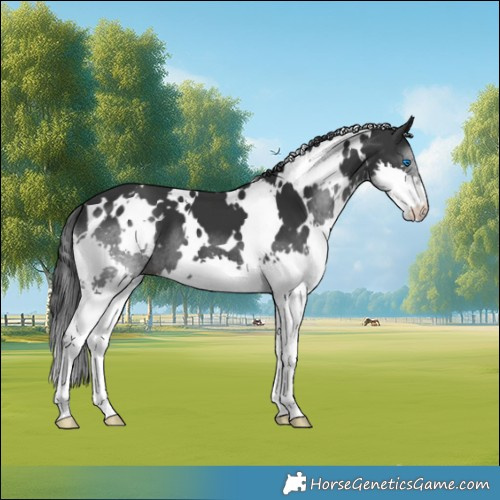 Horse Color:White Spotted Black Splash 