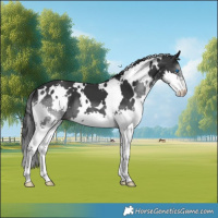 Horse Color:White Spotted Black Splash