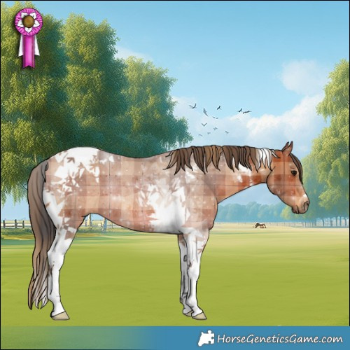 Horse Color:Plaid  Bay Tobiano Rabicano 