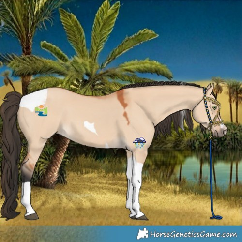 Horse Color:Bay Dun Tobiano 