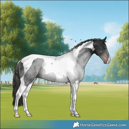 Horse Color:Liver Chestnut Tobiano Rabicano 