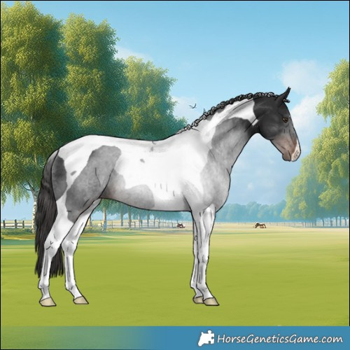 Horse Color:Liver Chestnut Tobiano Rabicano 