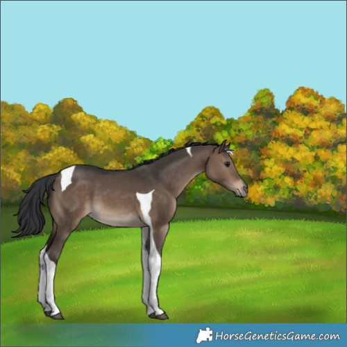 Horse Color:Brown Dun Tobiano 