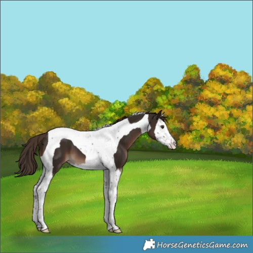 Horse Color:Liver Chestnut Splash Tobiano 