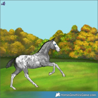 Horse Color:Blue Roan Splash Blanket