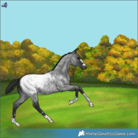 Horse Color:Blue Roan Snowcap 