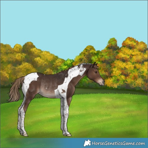 Horse Color:Liver Chestnut Tobiano Rabicano 