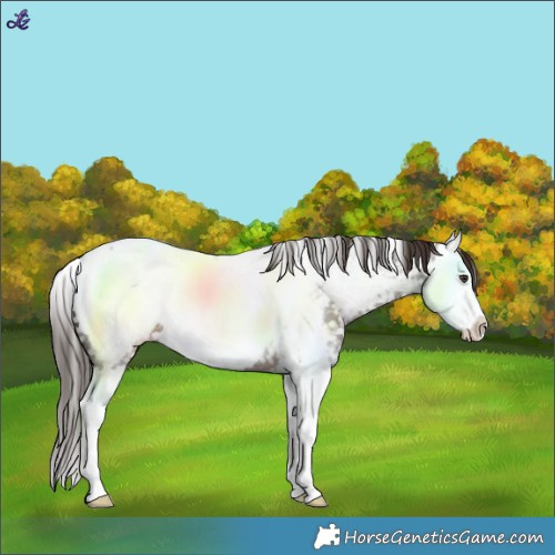 Horse Color:Liver Red Roan Splash Snowcap 
