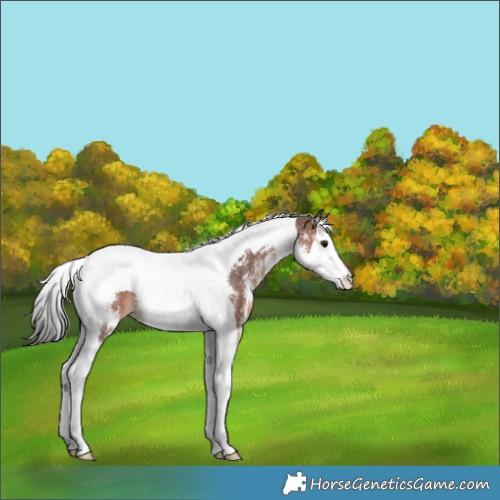 Horse Color:Brown Sabino Splash Tobiano 