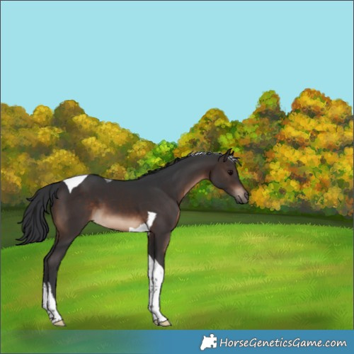 Horse Color:Brown Tobiano 