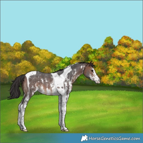 Horse Color:Brown Sabino Tobiano 