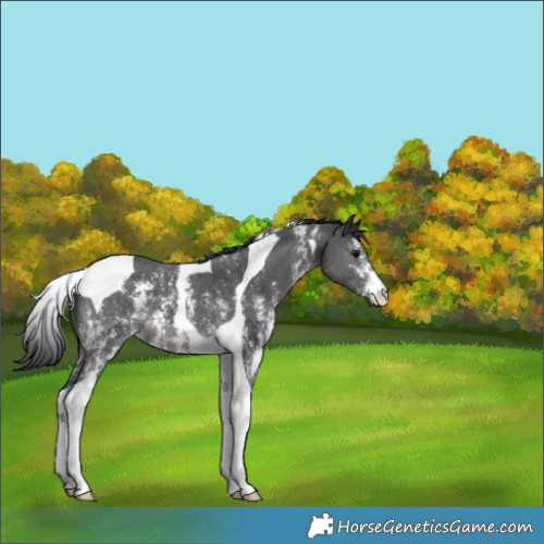 Horse Color:Black Sabino Tobiano 