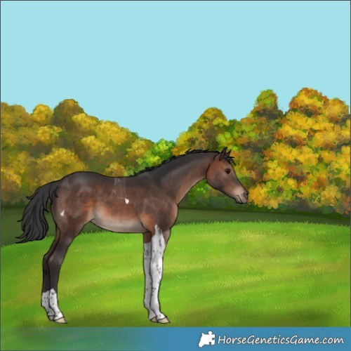 Horse Color:Brown Tobiano 